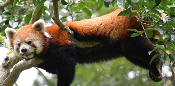 Operation Animal Conservation
