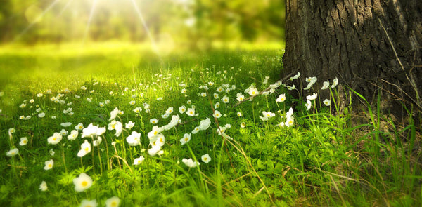 Make Environmental Education a Year-Long Effort