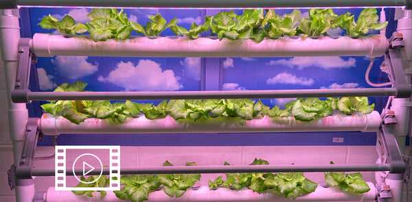 Video: Interview - Gardening for STEM Education